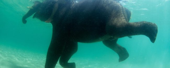 Фото - Жестокие эксперименты показали, что большинство млекопитающих умеет плавать