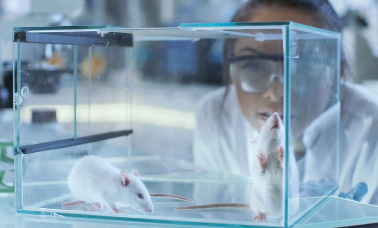 Фото - Биологи выяснили, что введенные мужчинами антидепрессанты действуют на мышей эффективнее