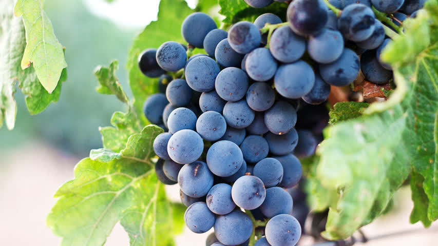 Фото - Изучено влияние винограда на продолжительность жизни