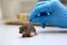 Фото - Новосибирские ученые создали мышей с человеческим геном в каждой клетке