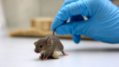 Фото - Новосибирские ученые создали мышей с человеческим геном в каждой клетке