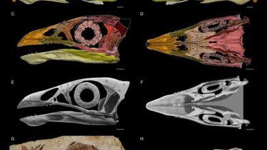 Фото - Палеонтологи обнаружили самую древнюю плодоядную примитивную птицу