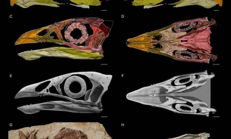 Фото - Палеонтологи обнаружили самую древнюю плодоядную примитивную птицу