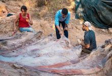 Фото - Палеонтологи обнаружили самый большой скелет динозавра в Европе