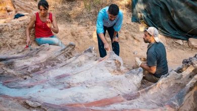 Фото - Палеонтологи обнаружили самый большой скелет динозавра в Европе