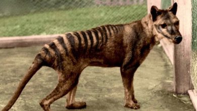 Фото - Ученые “оживят” тасманского тигра, чтобы восстановить его экосистему