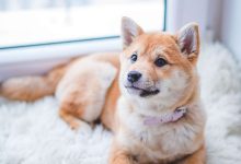 Фото - Ветеринары выяснили, когда собаки плачут от счастья