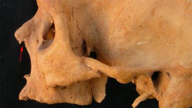 Фото - Археологи обнаружили, что скелету из гробницы пророка бога Амона проломили череп при жизни