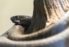 Фото - Биологи обнаружили три новых вида змей, живущих под кладбищами и церквями