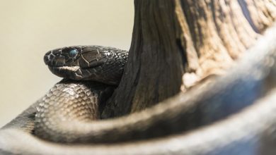 Фото - Биологи обнаружили три новых вида змей, живущих под кладбищами и церквями