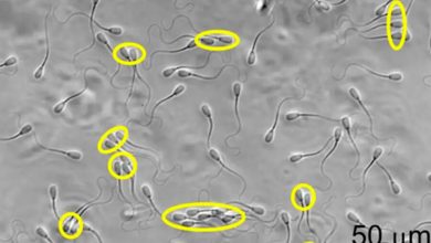 Фото - Биологи обнаружили у сперматозоидов необычную способность