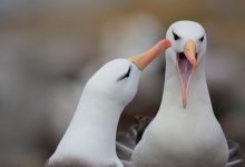 Фото - Биологи выяснили, что смелые самцы альбатросов реже разводятся