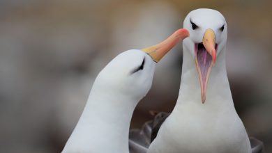 Фото - Биологи выяснили, что смелые самцы альбатросов реже разводятся