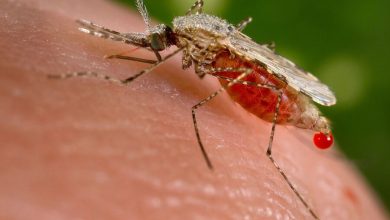 Фото - Генетики придумали «запрограммировать» комаров на короткую жизнь для борьбы с малярией