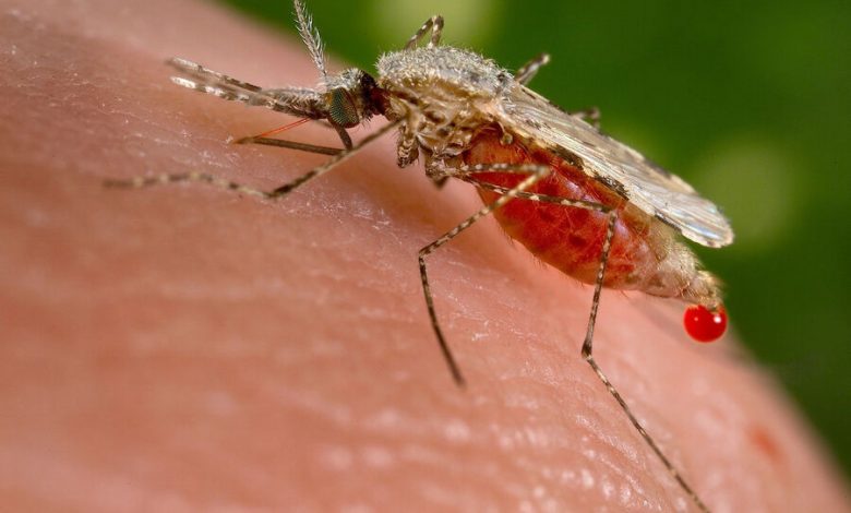 Фото - Генетики придумали «запрограммировать» комаров на короткую жизнь для борьбы с малярией