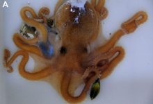 Фото - Ранее неизвестный вид осьминогов обнаружили на рынке в Китае