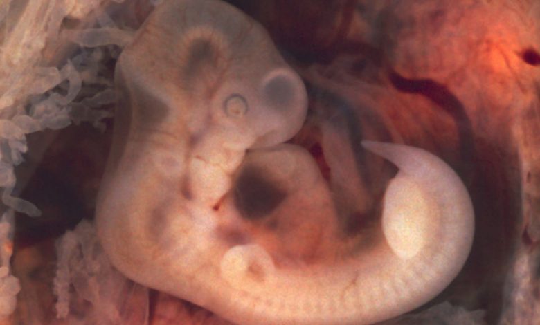Фото - Ученые выяснили, что рожденные из замороженных эмбрионов дети могут иметь повышенный риск рака