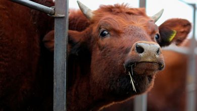 Фото - В России создают банк с эмбрионами аборигенных пород коров