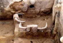Фото - В Турции обнаружили святилище возрастом 8200 лет со скамьями с бычьими головами