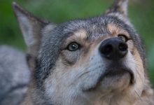 Фото - Зоологи выяснили, что волки привязываются к людям не хуже собак