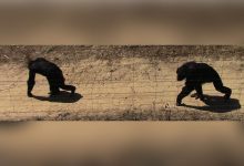 Фото - Биологи обнаружили, что шимпанзе спонтанно синхронизируют шаги друг с другом