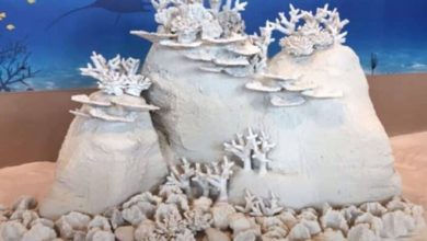 Фото - Ученые из Таиланда придумали, как с помощью цемента ускорить рост кораллов в четыре раза