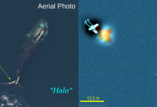 Фото - Ученые узнали знакомого кита на снимке из космоса