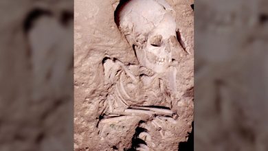 Фото - World Archaeology: ученые обнаружили череп, доказывающий существование древнего народа из легенд