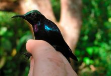 Фото - Зоологи показали новый вид птиц, обнаруженный в центральной Индонезии