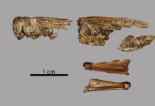 Фото - Археологи обнаружили в Неваде хранилище пищевой саранчи предков индейцев