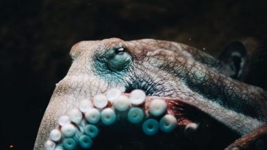 Фото - Биологи раскрыли секрет острого зрения осьминогов
