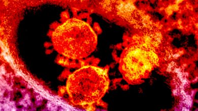 Фото - Биологи выяснили, что SARS-CoV-2 может активировать «спящие» вирусы