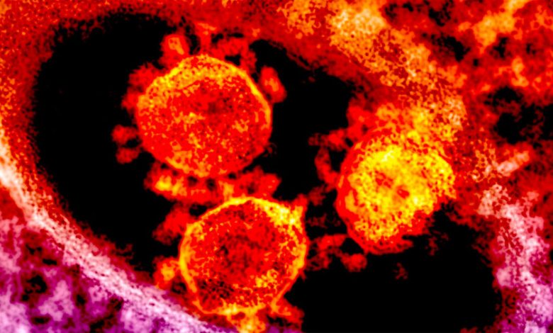 Фото - Биологи выяснили, что SARS-CoV-2 может активировать «спящие» вирусы