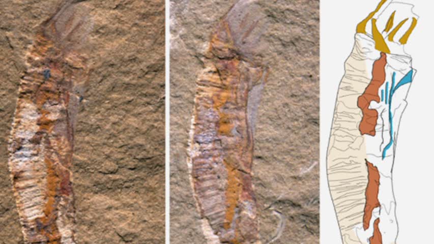 Фото - Древние окаменелости раскрыли эволюцию первых скелетных животных