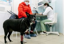 Фото - Казанские ученые создали инновационные капли для лечения глазных заболеваний у животных