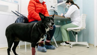 Фото - Казанские ученые создали инновационные капли для лечения глазных заболеваний у животных