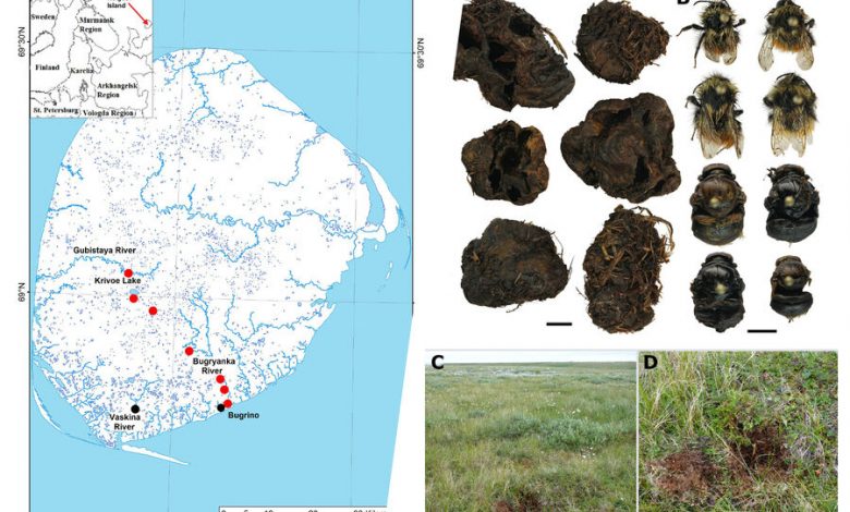 Фото - Российские ученые нашли необычные места гнездования арктических шмелей