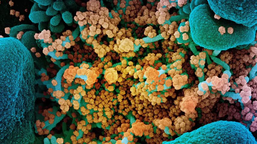 Фото - Создана убивающая коронавирус ксено-ДНК