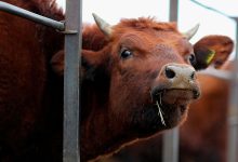 Фото - Ученые выяснили, что после корма с коноплей коровы зависают в одной позе