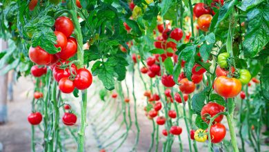Фото - Ученые выяснили, как томаты влияют на здоровье кишечника