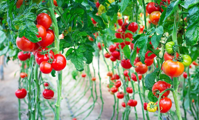 Фото - Ученые выяснили, как томаты влияют на здоровье кишечника